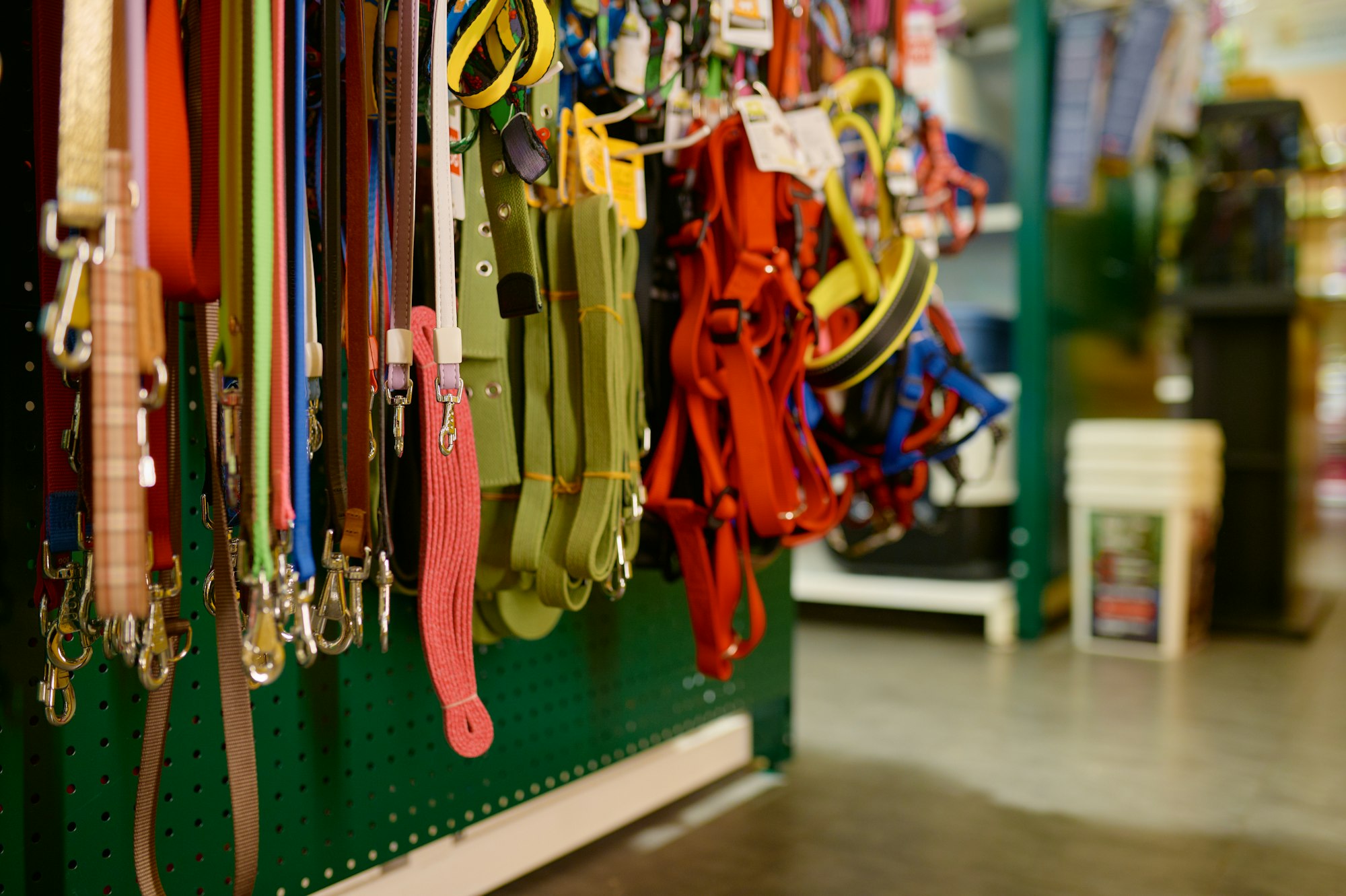 Leash and collar assortment on showcase rack in pet shop